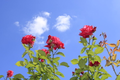 オープンガーデンの薔薇5