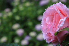 薔薇と紫陽花