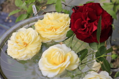 大安禅寺の薔薇園2