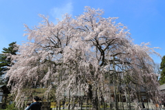 足羽さんのしだれ桜