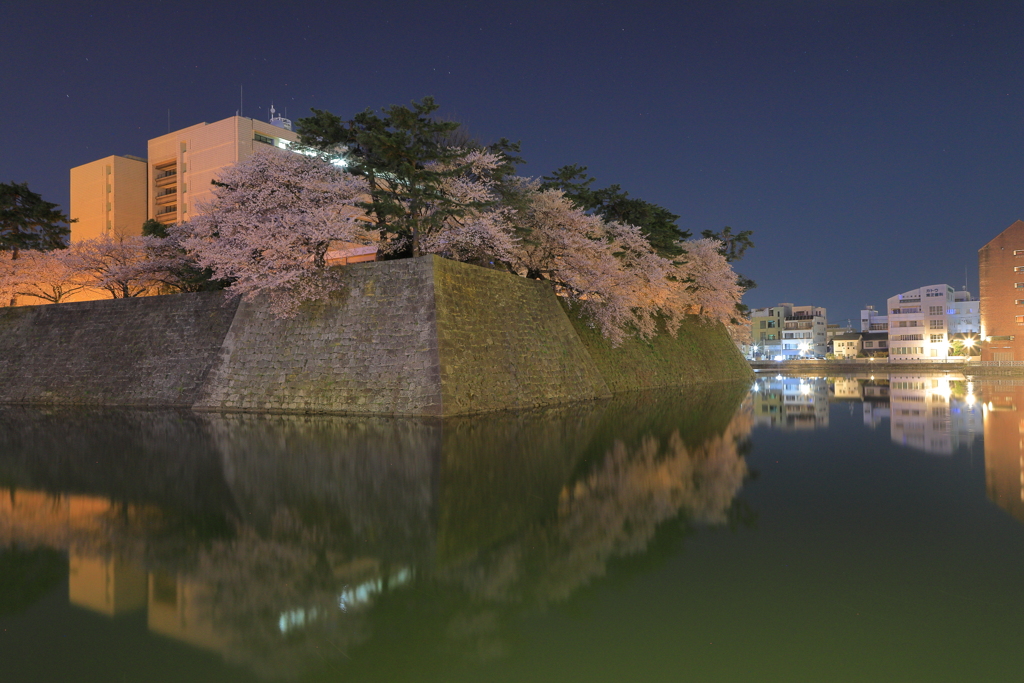 福井城址夜桜１