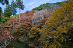 指月橋からの清滝川紅葉