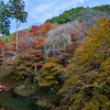 指月橋からの清滝川紅葉