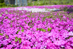芝桜No.33
