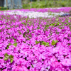 芝桜No.33