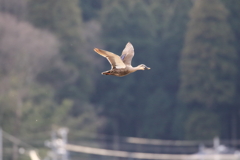 カルガモ２