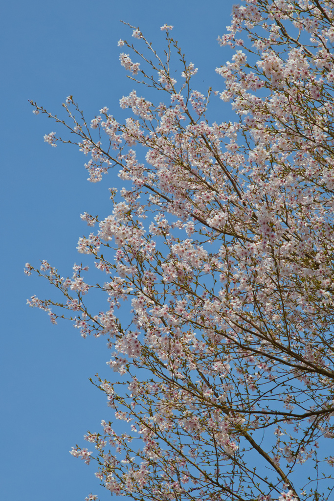 薄墨桜