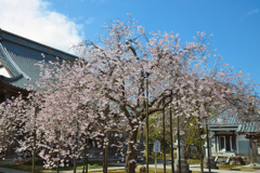 花筐の桜