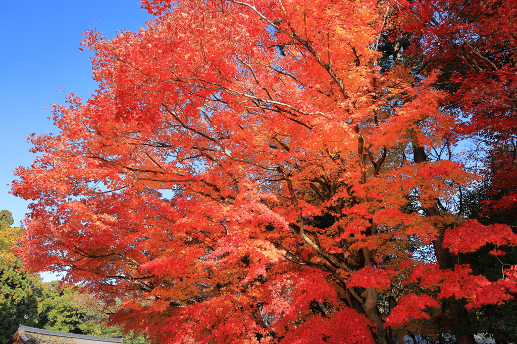 賀茂別雷神社の紅葉１