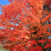賀茂別雷神社の紅葉１