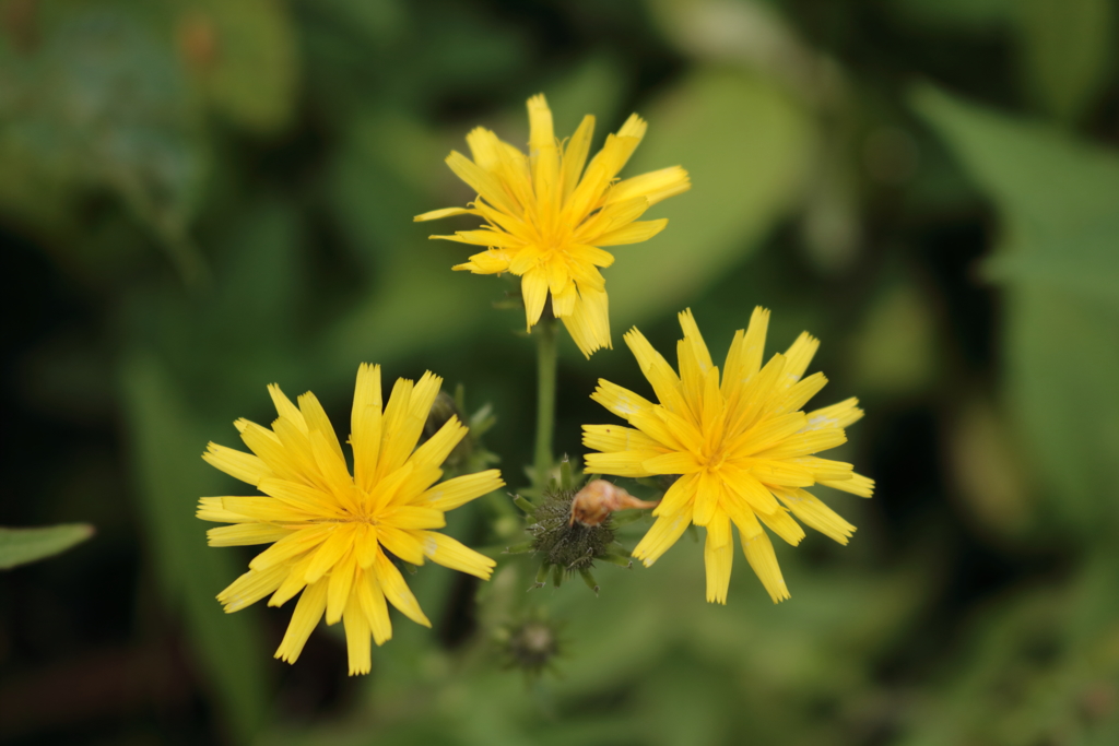 室堂の花６