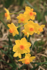 黄水仙