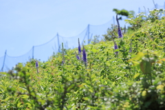 伊吹山　ルリトラノオ