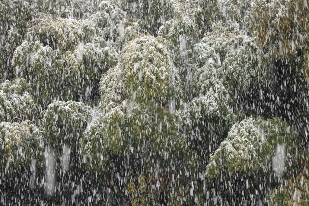 重雪降る