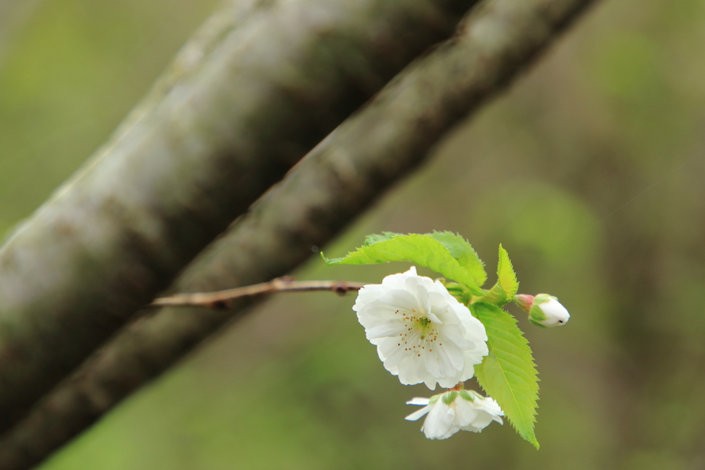 子福桜３