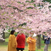 寒くてもお花見