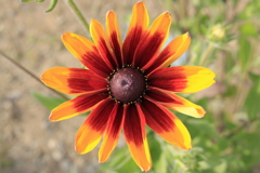 キヌガサギク (3)