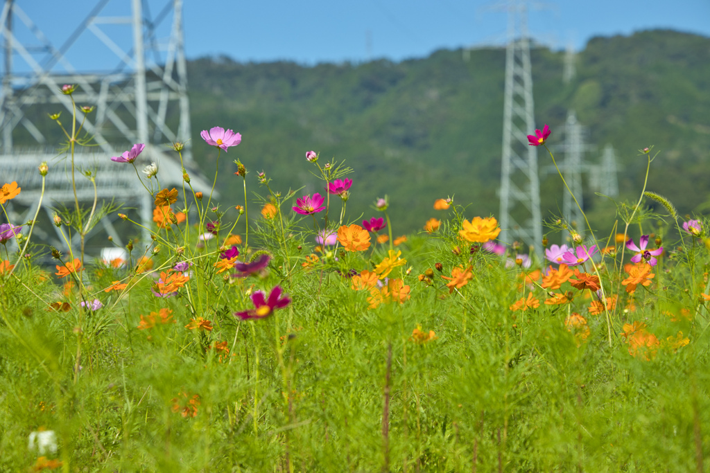 秋桜と鉄塔