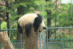 シャンシャン　グー！