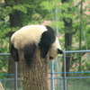 シャンシャン　グー！