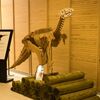 フクイサウルス模型