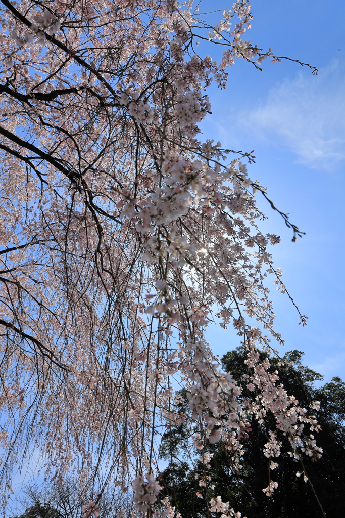 枝垂れ