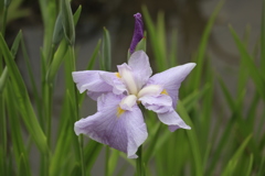 花菖蒲3