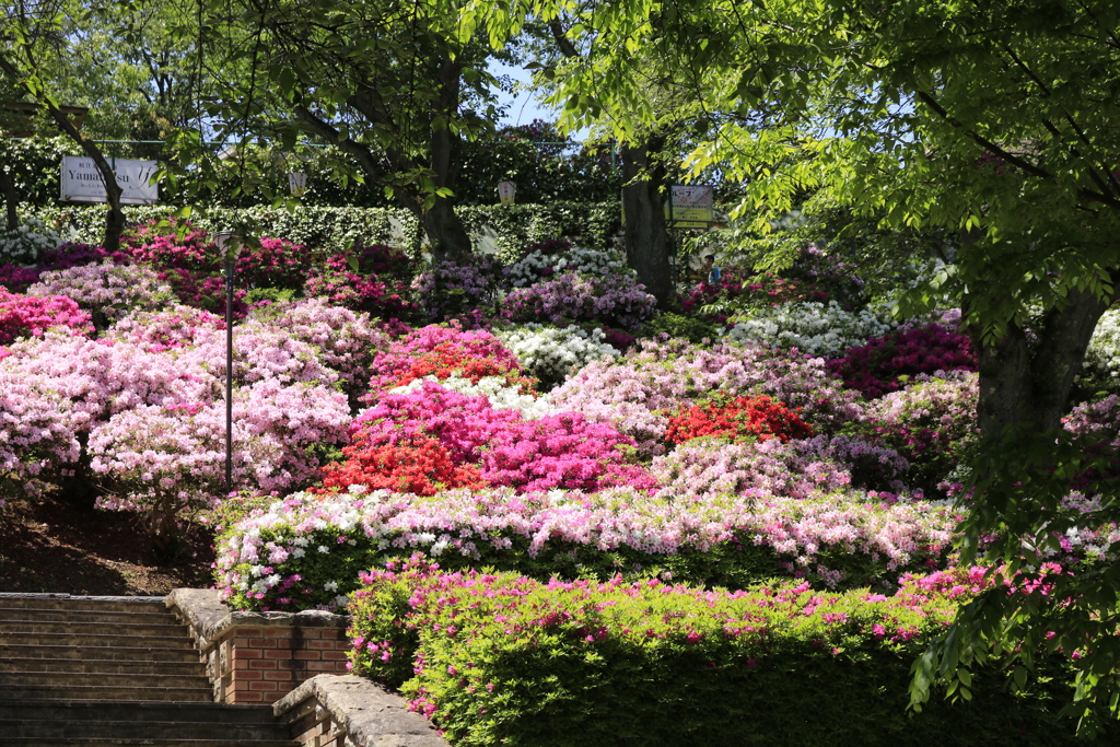 西山公園　つつじ祭り5