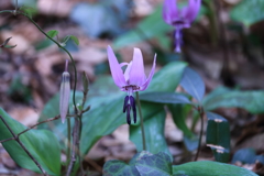 カタクリの花