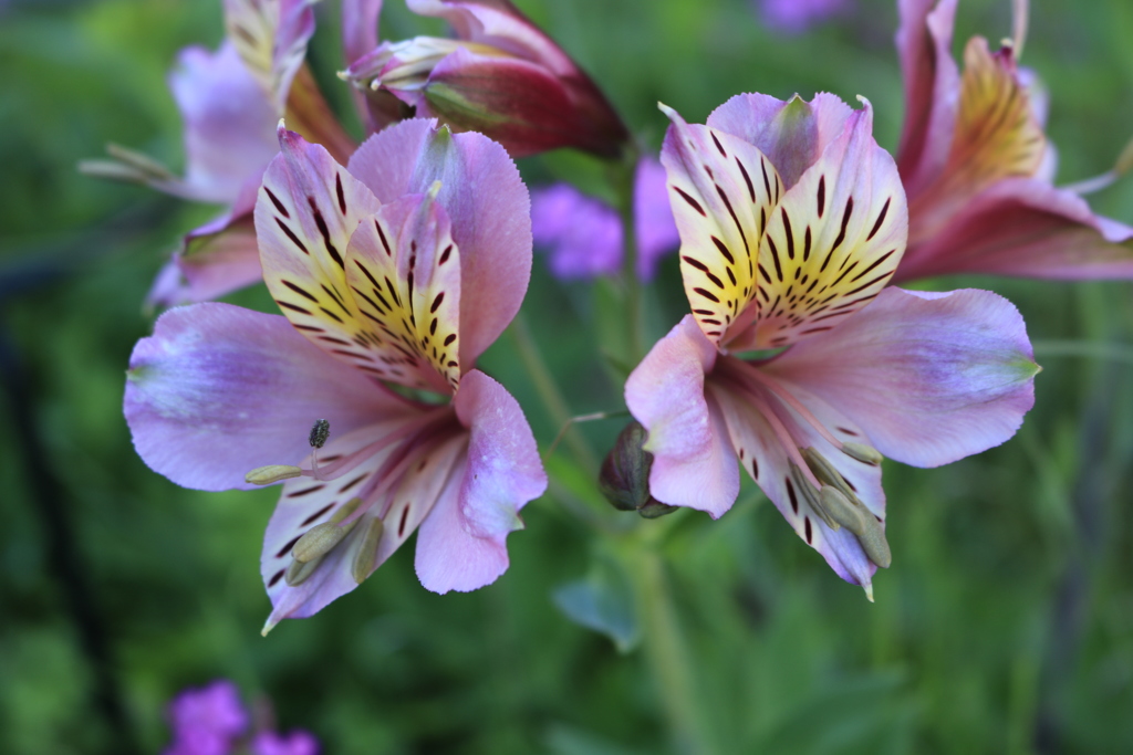 アストロメリア