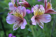 アストロメリア