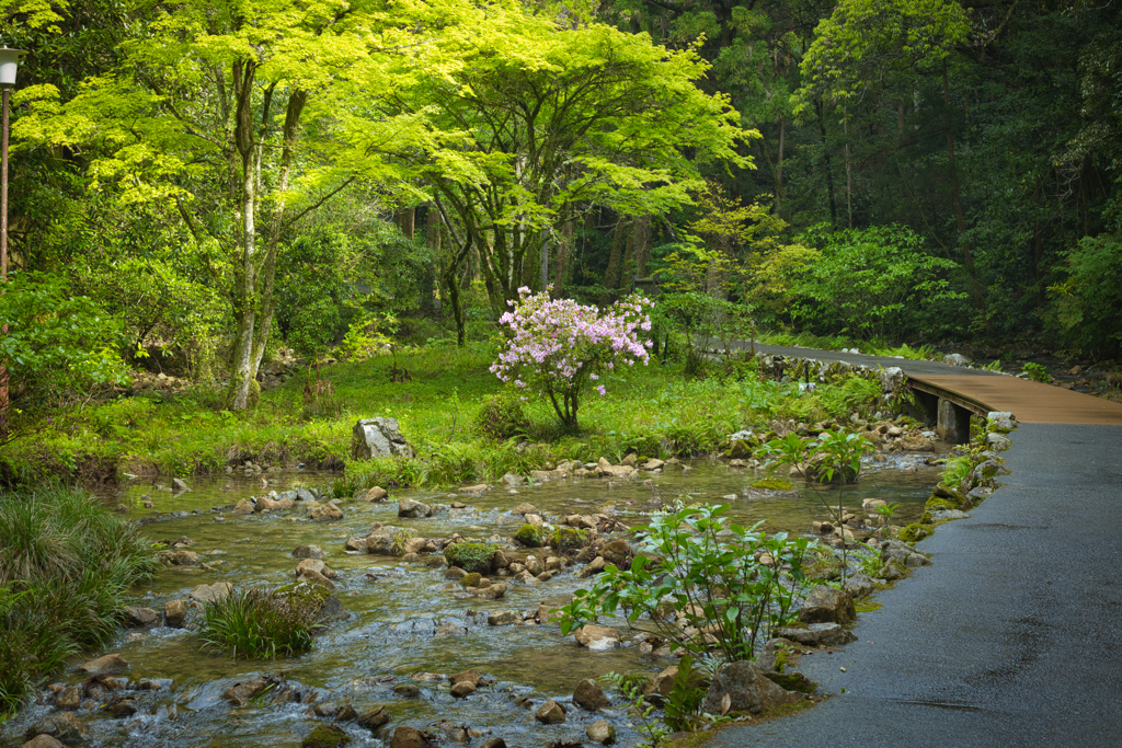 秋芳洞の参道