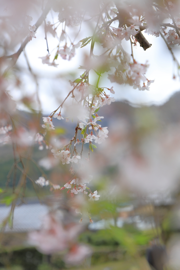 妙祐寺の枝垂れ桜２