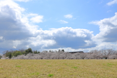 せっかくの時期ですが