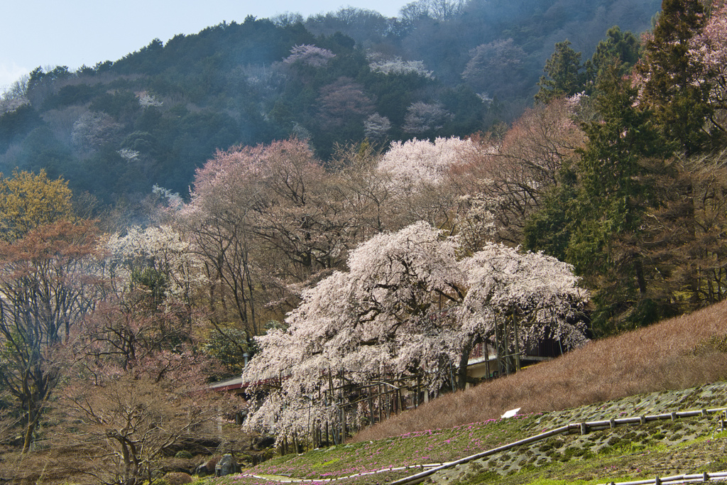 霞間ヶ渓枝垂れ桜