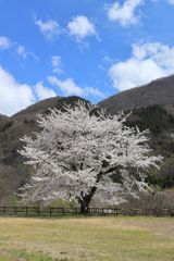 勝原花桃公園の桜