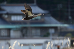 カルガモ３