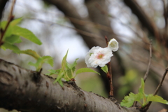 子福桜２