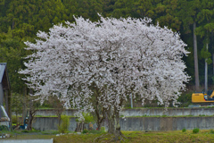 ご近所の桜３ 