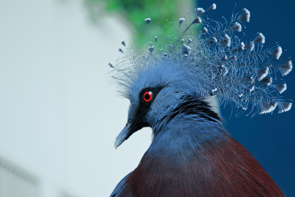 オウギバト