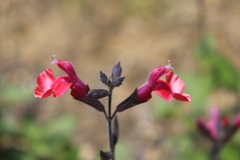 チェリーセージ　アップル