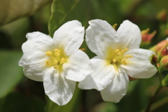 油桐花