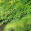 新緑の紅葉