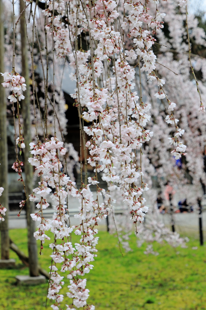 足羽神社の枝垂れ桜２