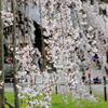 足羽神社の枝垂れ桜２