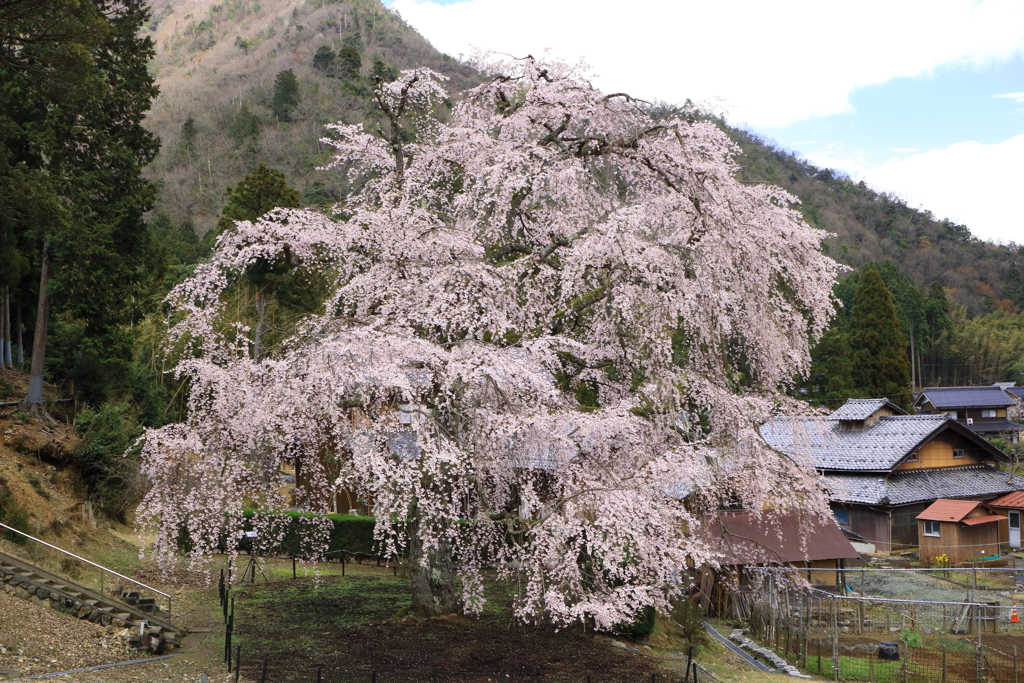 妙祐寺　枝垂れ桜２