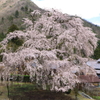 妙祐寺　枝垂れ桜２