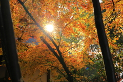 賀茂別雷神社の紅葉２