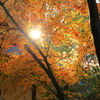 賀茂別雷神社の紅葉２