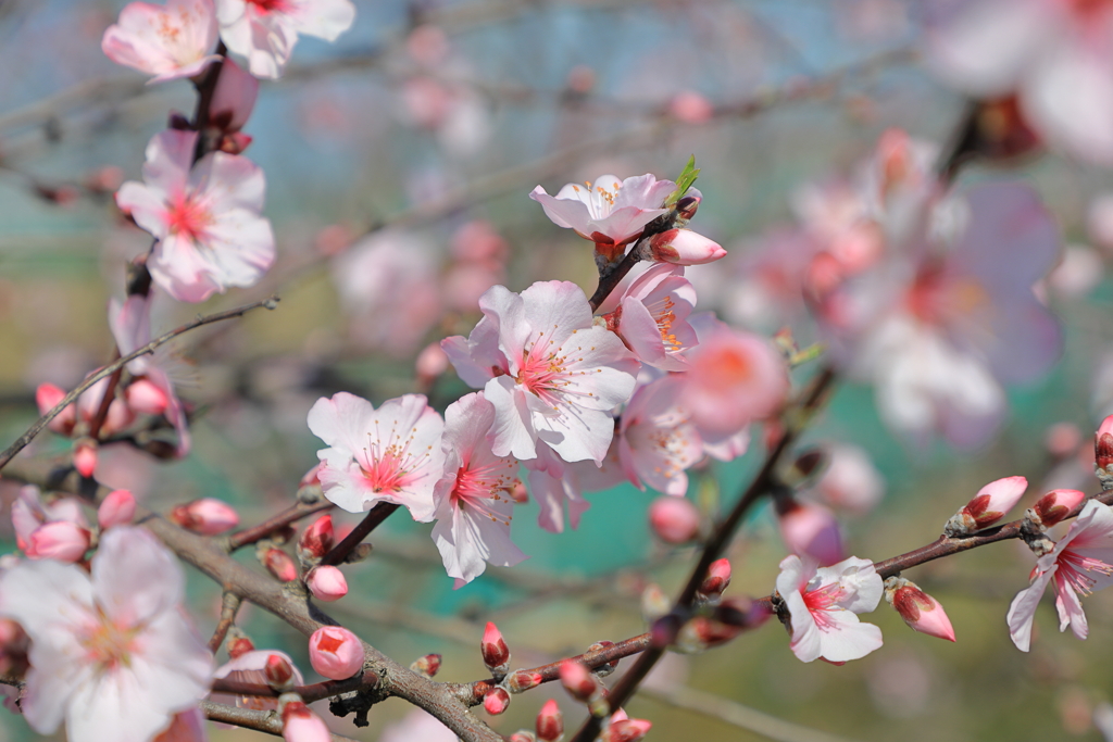 アーモンドの花４